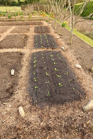 19th March – the first new planting of spinach Missouri, after removing kale for a final harvest of 960g
