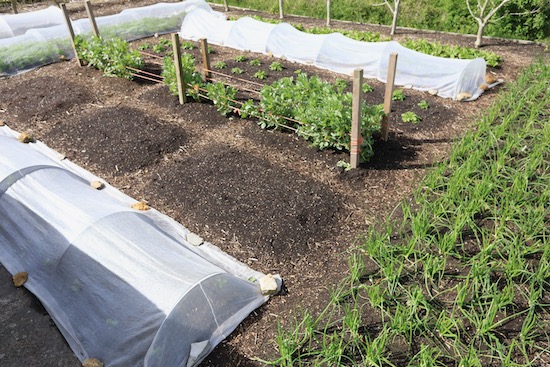 22nd May – also showing multisown onions on the right; celeriac is under a cloche of Thermacrop, and the beans are not brilliant after a very cold spring