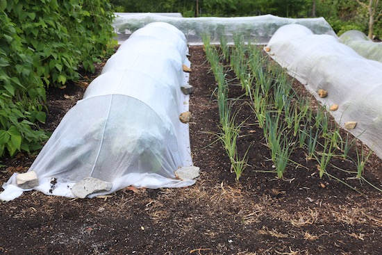 26th July – the cabbage and leek area, three days after leek planting and in the same bed for the seventh year