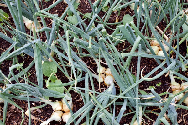 Multisown onions early August with interplanted savoy cabbage, 10 days after planting the cabbage